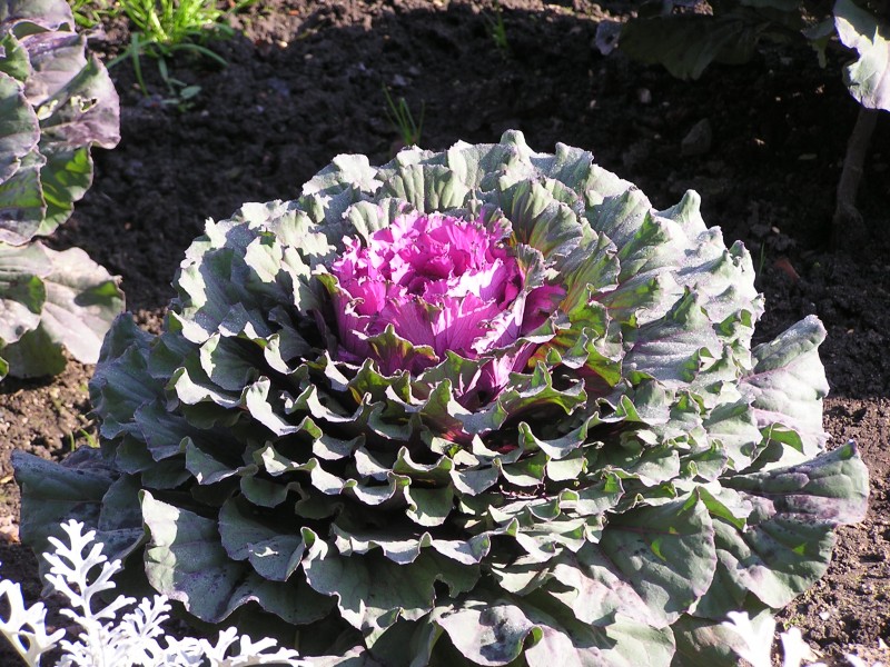 Ab plant 91