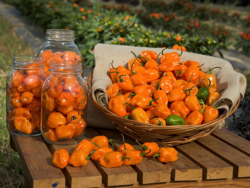 ARS-habanero