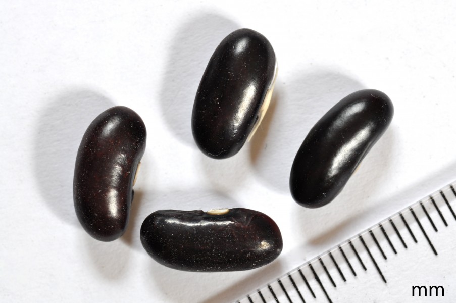 Beans 001