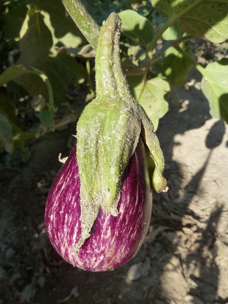 Bereng-fruto-2