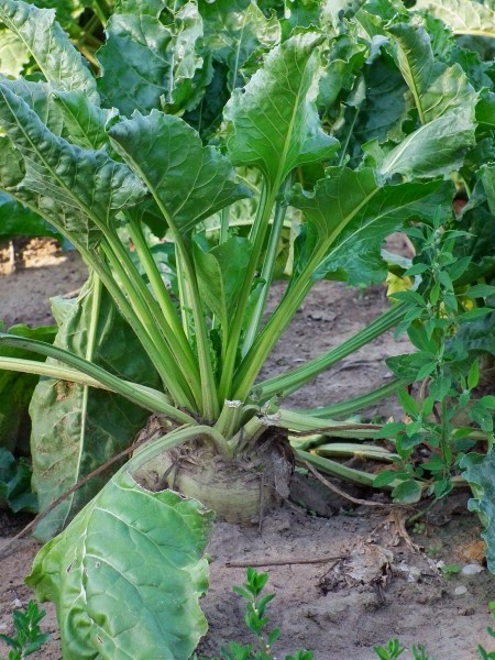 Beta vulgaris 2010