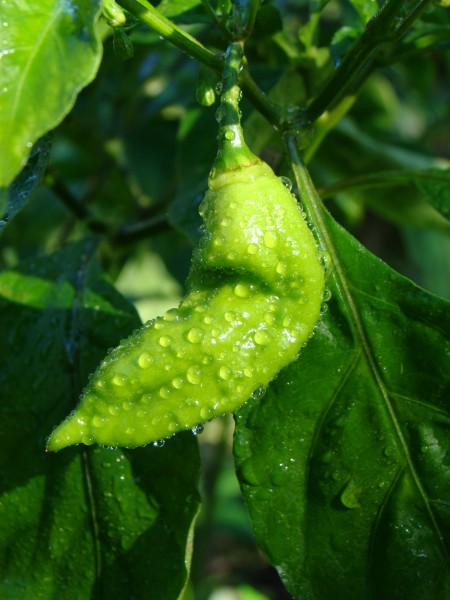 BhutJolokia01 Asit