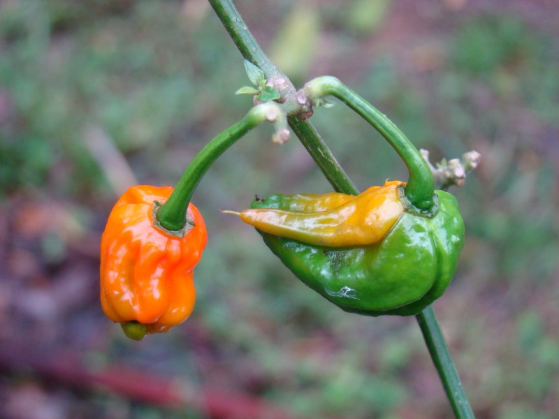BhutJolokia07 Asit