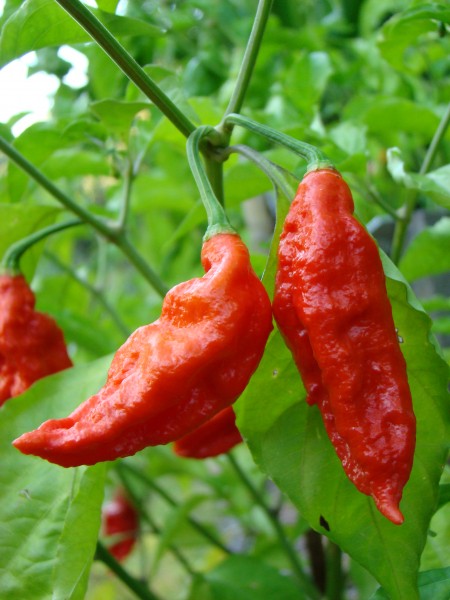 BhutJolokia11 Asit