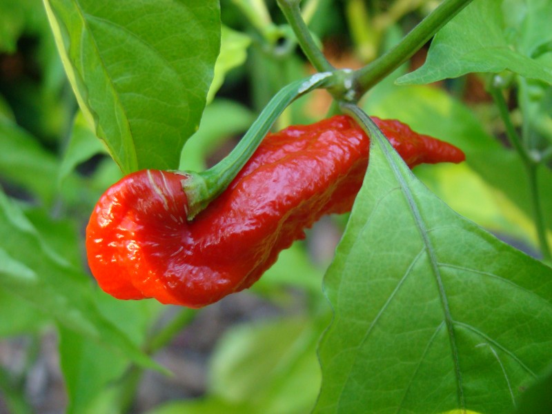 BhutJolokia12 Asit