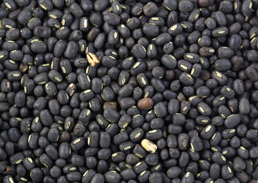 Black gram