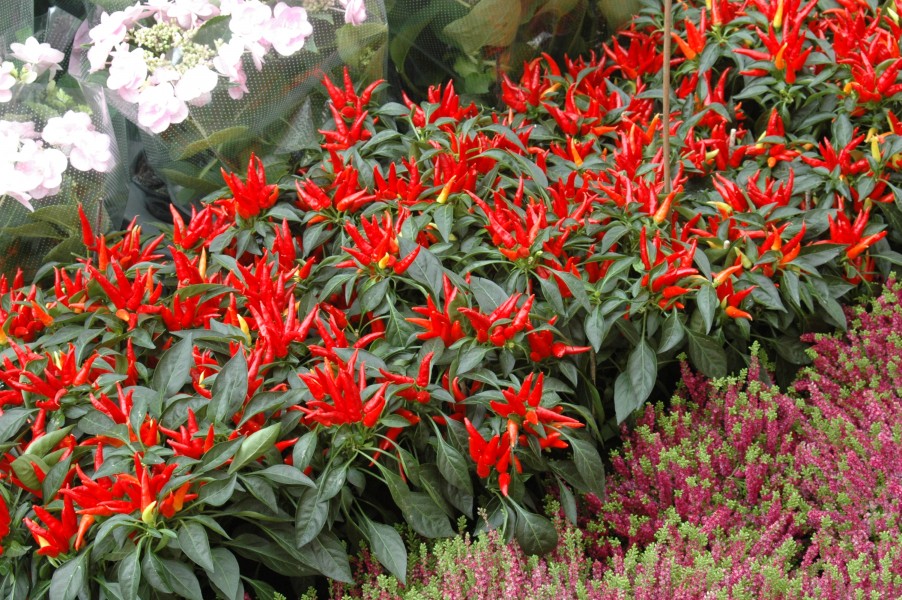Bloemenmarkt 2006 (7)