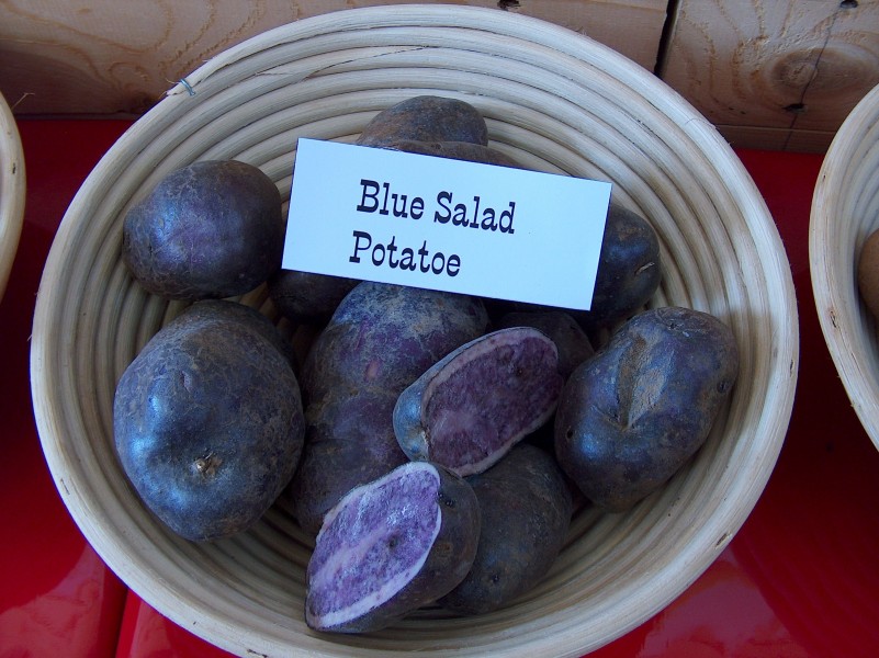 Blue Salad Potato