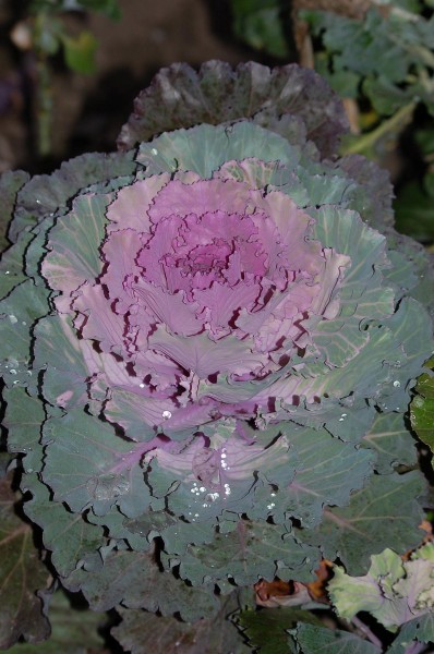 Brassica 0001
