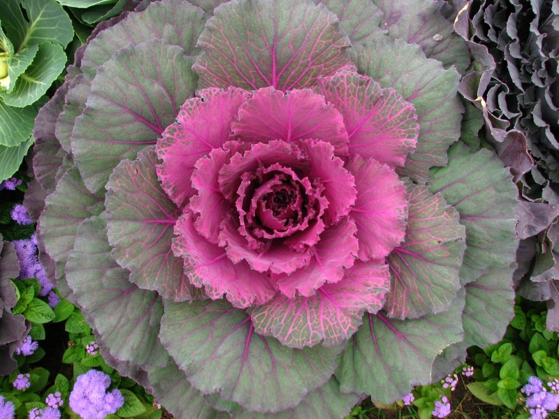 Brassica (decorative cultivar) 01