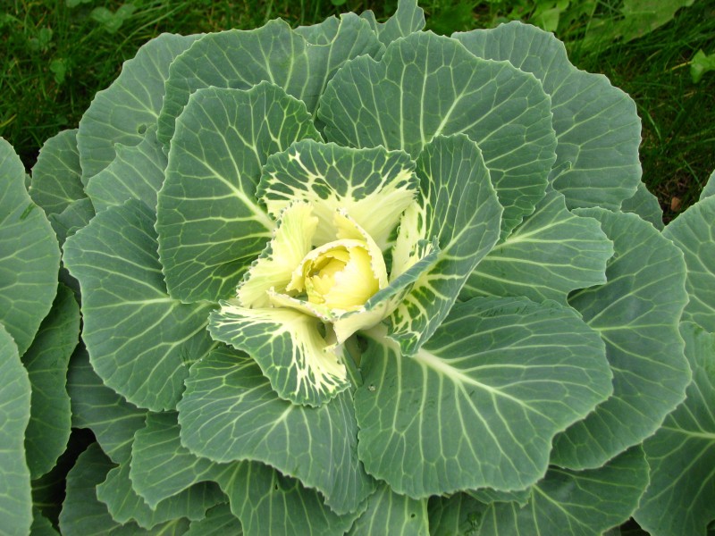 Brassica (decorative cultivar) 03