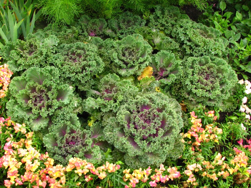 Brassica (decorative cultivar) 04