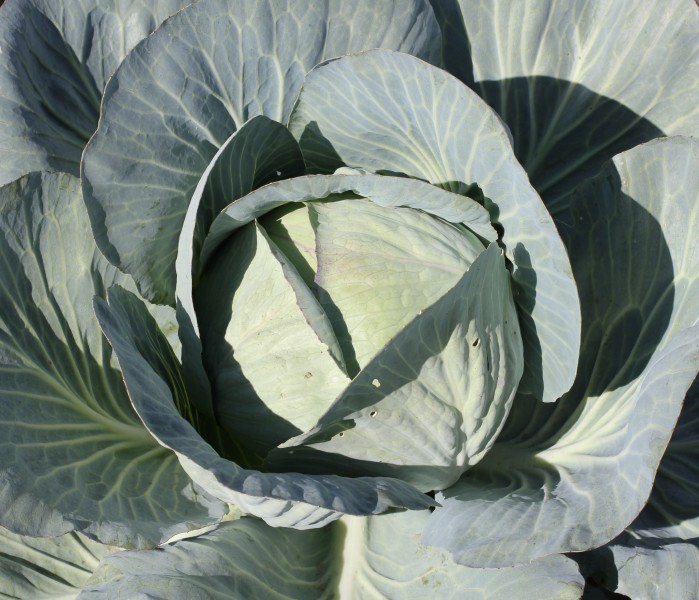 Brassica oleracea 2011 G1