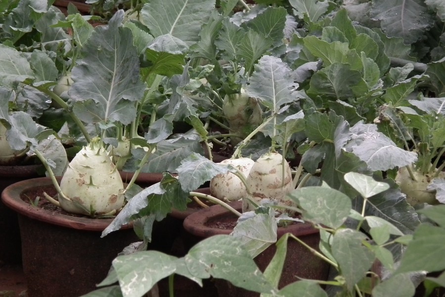 Brassica oleracea aka kholkhol 7441