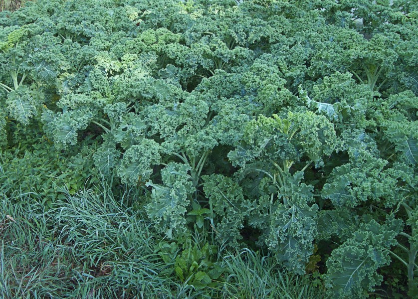 Brassica oleracea convar. acephala var. laciniata 'Westlandse winter', boerenkool 'Westlandse winter' (2)