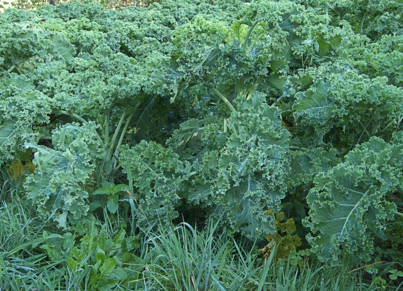 Brassica oleracea convar. acephala var. laciniata 'Westlandse winter', boerenkool 'Westlandse winter' (3)