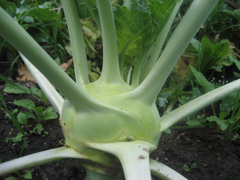 Brassica oleracea var. gongylodes