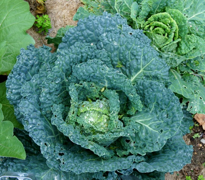 Brassica oleracea var. sabauda JdP