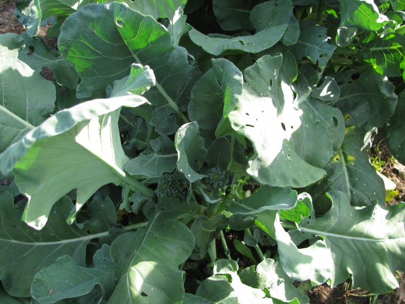 Broccoli growing 