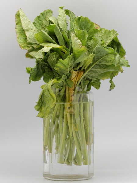 Brocoli 08