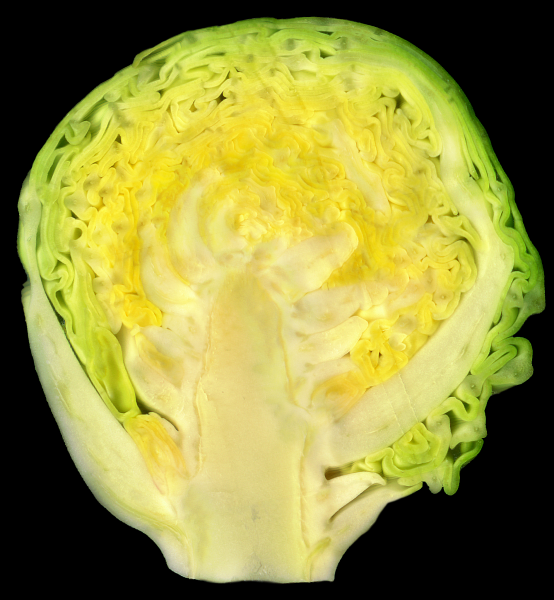 Brussel Sprouts - geograph.org.uk - 1230299