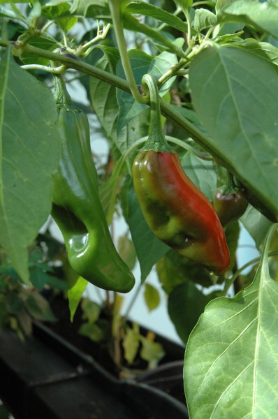 C annuum big jim fruits
