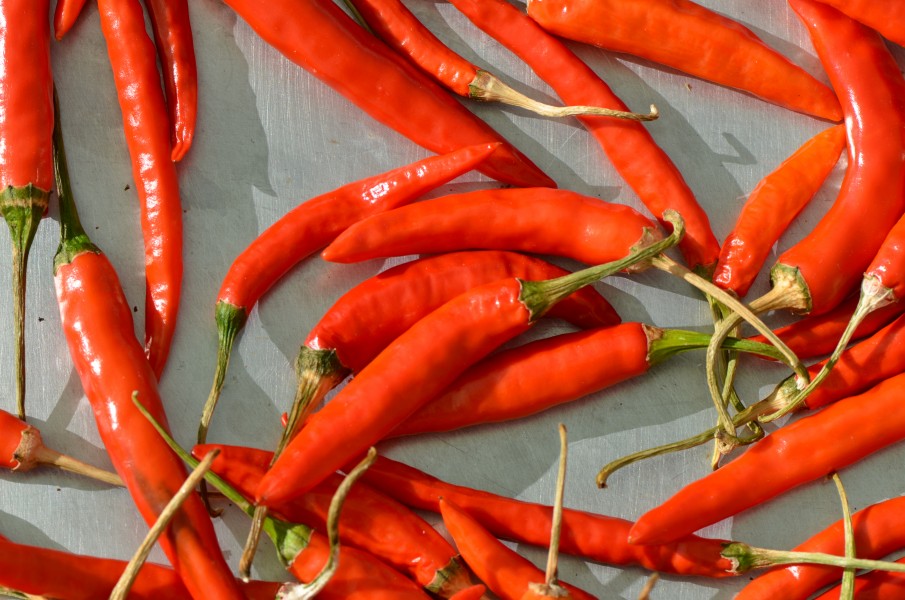 Capsicum - red chili chilli - piment rouge - roter Chili 02