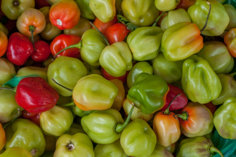 Capsicum .