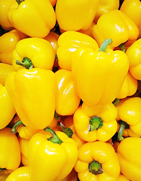 Capsicum annuum (Solanaceae)