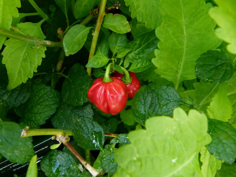Capsicum chinense serres du Luxembourg