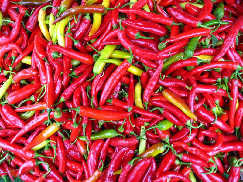 Capsicum frutescens