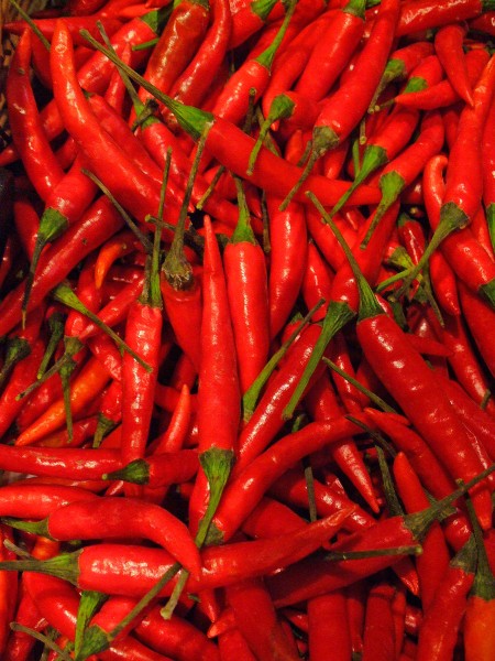 Capsicum frutescens 'Hidalgo' 005
