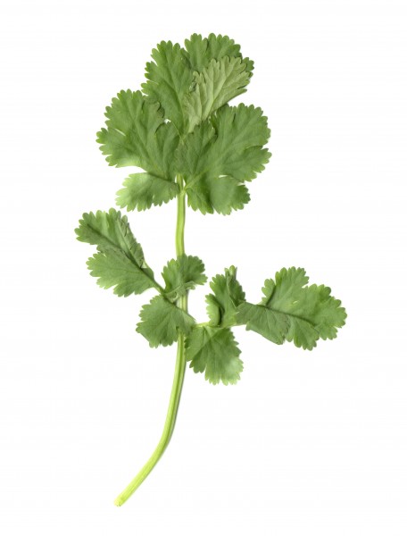 Celery Leaf