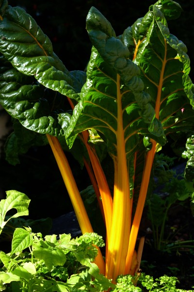 Chard with yellow stalks