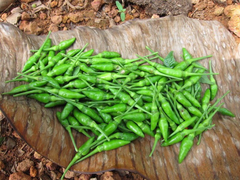 Chilly - മുളക്-2