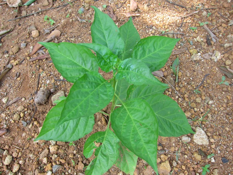 Chilly - മുളക് -1
