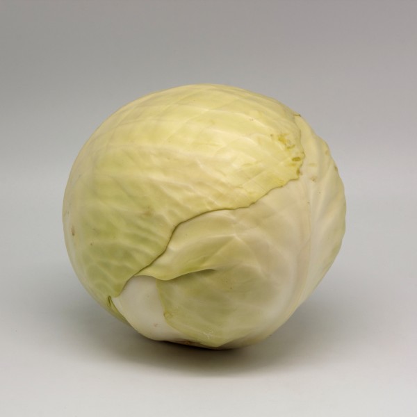 Chou cabus blanc 01