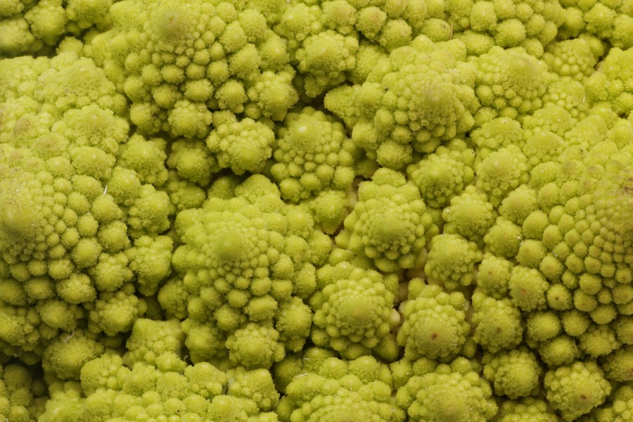 Chou romanesco 04