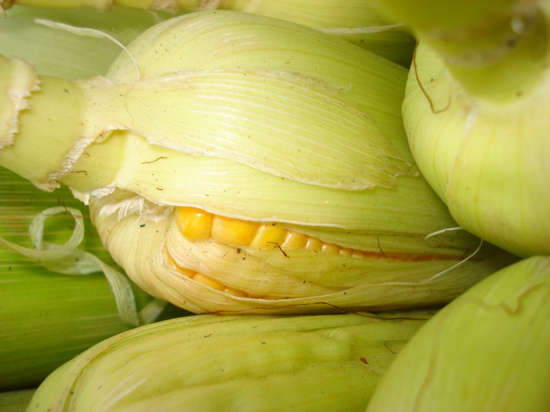 Corn 03