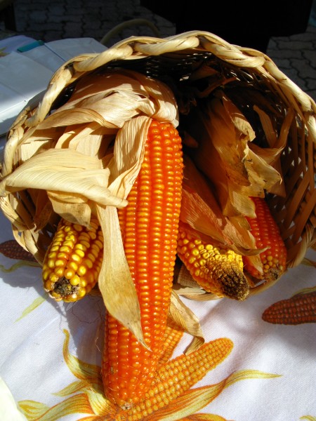 Corncobs Italy