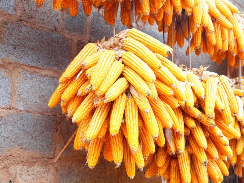 Cornproduction in Yunnan (4)