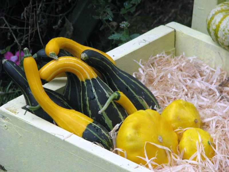 Cucurbita14