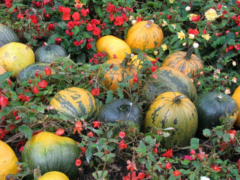 Cucurbita16