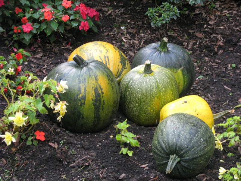 Cucurbita17