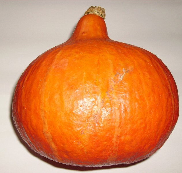 Cucurbita maxima