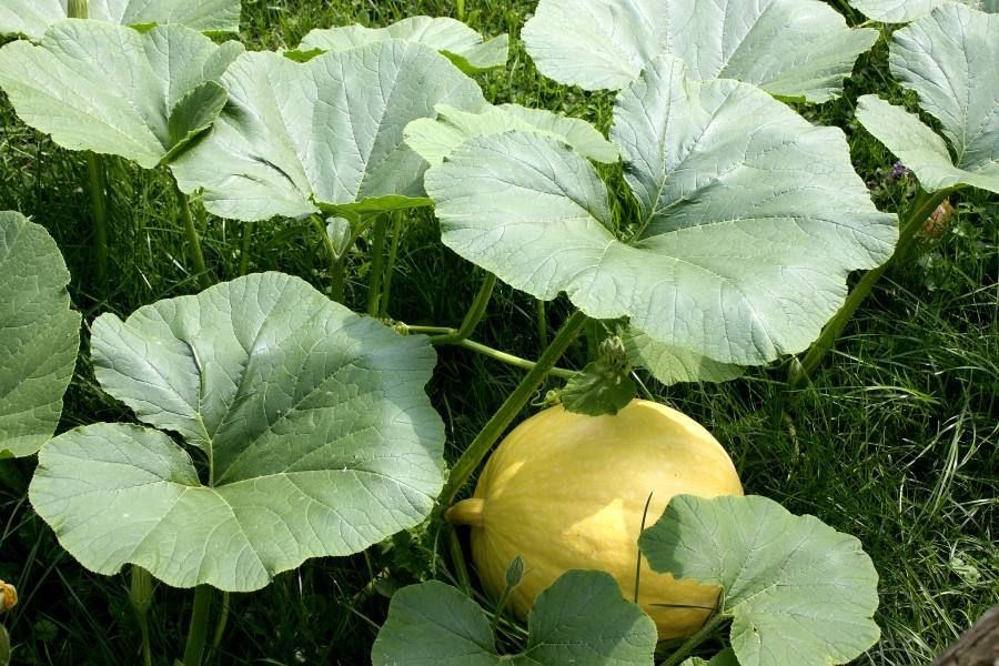 Cucurbita maxima 03