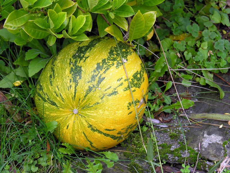 Cucurbita maxima Cabaza GFDL