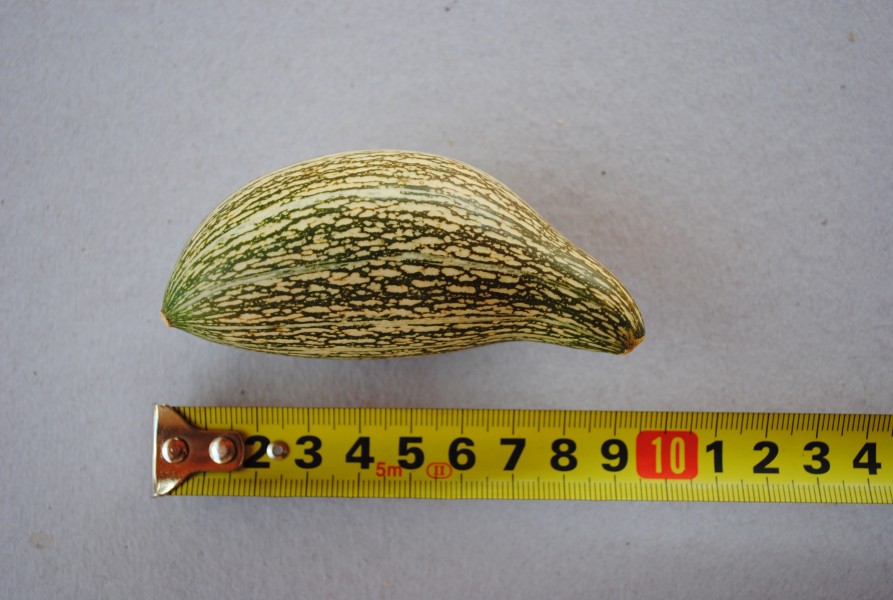 Cucurbita maxima ssp andreana accesion Nº 140 UNR