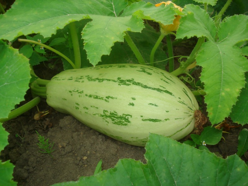 Cucurbita pepo ssp. pepo convar. giromontiina 02