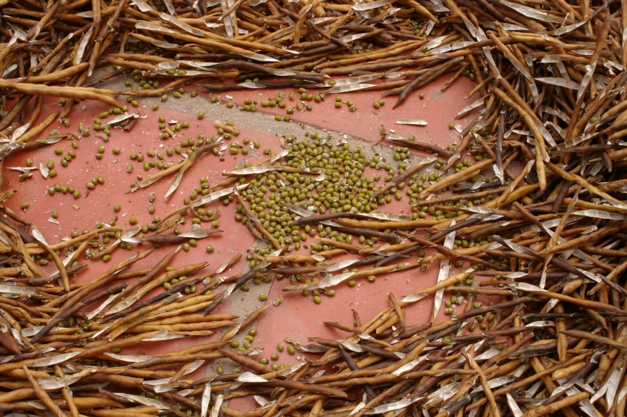 Drying mung bean